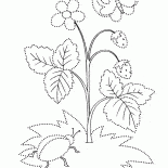 Strawberry summer blooms