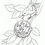 The chicks in the nest