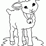 Sheep with a bell