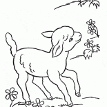 Funny sheep