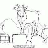 Giant goat