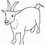 Alert goat