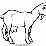 Young goat on a walk