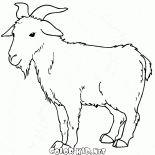 Goat grazing