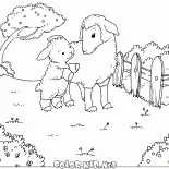 Sheep and lamb