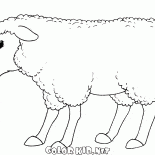 Smiling sheep