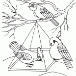 Birds in a feeder