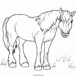 Horse for a walk