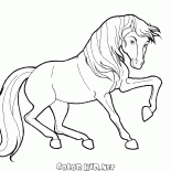 Horse in motion