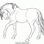 The horse goes slow