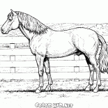Horse on a Farm