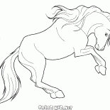 Zealous horse