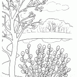Pussy willow