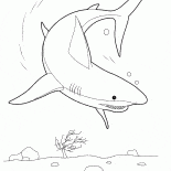 Shark