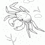 Ocean Crab