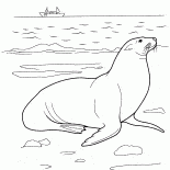 Sea lion
