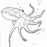 Octopus in the Ocean