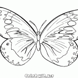 A butterfly flies in the air