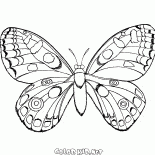 Butterfly in flight