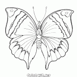 Spring Butterfly