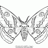 Butterfly in the fall