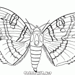 Butterfly and summer