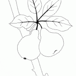 Sweet fruit on the tree