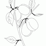 Plums on a branch