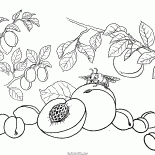 Peach, apricot, plum