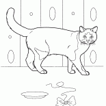 Domestic cat