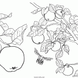 Apple tree fruit
