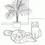 Burmese cat