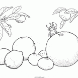 Citrus fruit