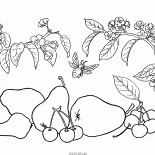 Pear and cherry