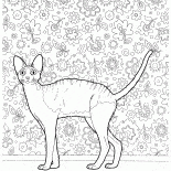 Cornish Rex
