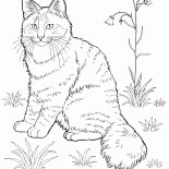 Norwegian Forest Cat