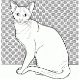 Siamese cat
