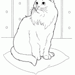 Siberian cat