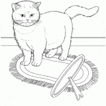 Exotic cat