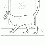 Siamese cat