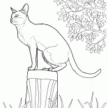 Singapura cat