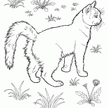 Turkish Van