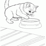 Javanese cat