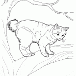 Japanese Bobtail
