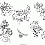 Different berries