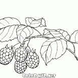 Raspberries