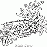 Rowan brush