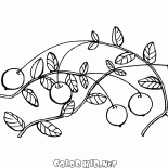 Cranberries
