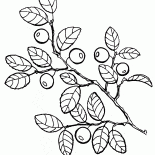 Blueberries