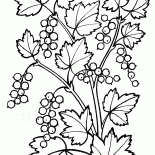 Currant bush